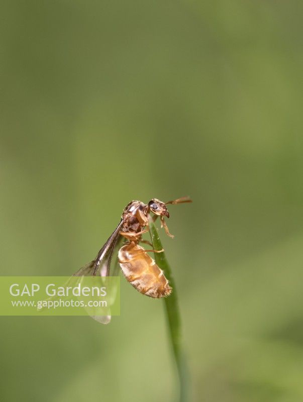 Myrmica rubra - Red garden ants - winged females taking flight
