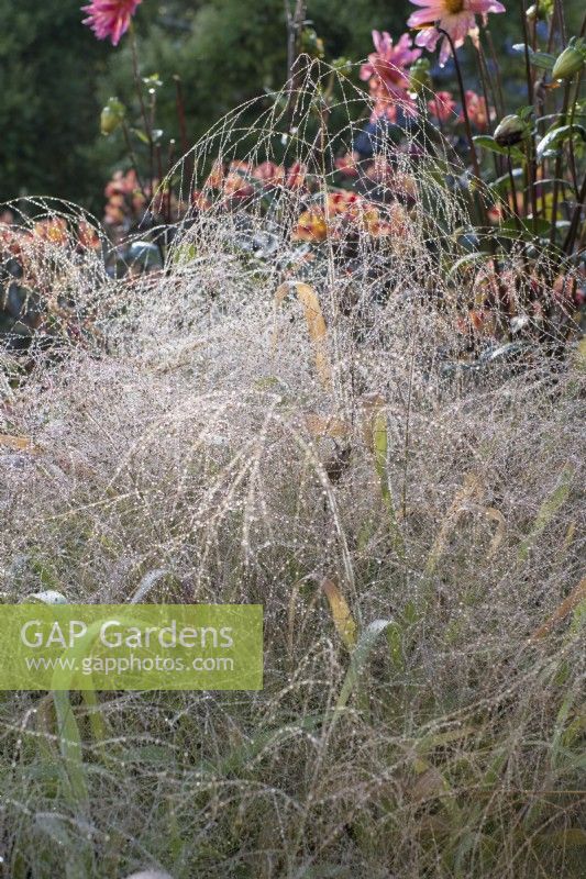 Dew on Deschampsia in border with dahlias