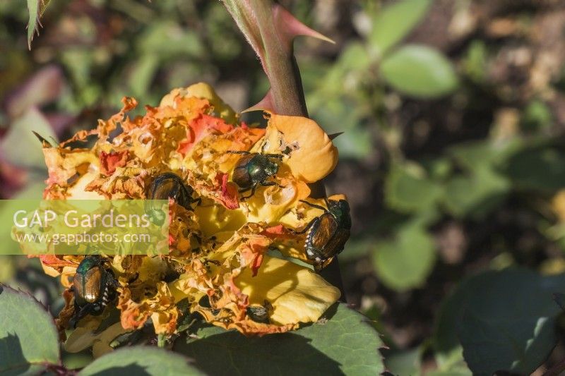 Popillia japonica - Japanese Beetles eating the petals of a Rosa - Rose flower in summer, Quebec, Canada - August