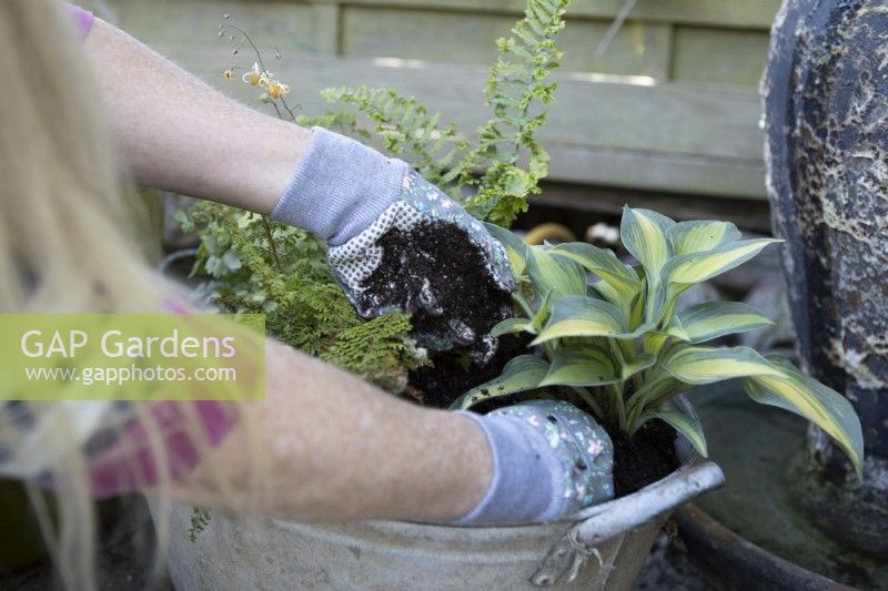 Planting a Hosta 'Touch of Class' alongside ferns in an old tin bath 