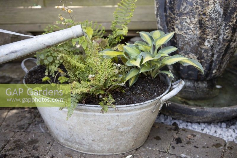 Watering a mix of recently-planted foliage plants: Polystichum 'Plumosodensum', Thalictrum 'Thundercloud', Hosta 'Touch of Class', Cryopteris 'Cristata' The King and Epimedium 'Amber Queen' in an old tin
