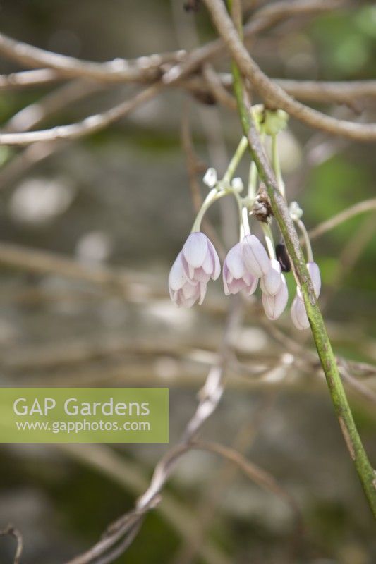 Pale-lilac buds of Thalictrum rochebruneanum syn. Thalictrum rochebruneanum var. grandisepalum; lavender mist,  meadow rue.