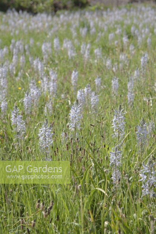 Camassia cusickii syn. quamash  naturalized with wildlflowers in grassland.
