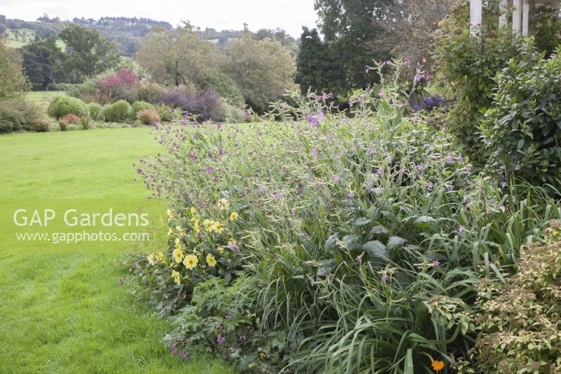 View across large lawn to shelter-belt of trees and shrubs on far side. Informal perennial and shrub border beside verandah in foreground. Clematis. 

Anemone japonica syn. Anemone x hybrida, Japanese Anemone;  Nicotiana syn. tobacco plant. Spiraea japonica syn. Spiraea bumalda, Japanese meadowsweet.