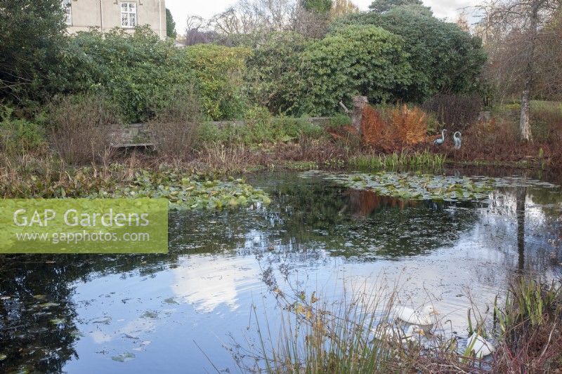 Winter garden with house, pond, Nymphaea syn. waterlilies and reflections. Heron sculptures. White ducks. Rhododendrons.