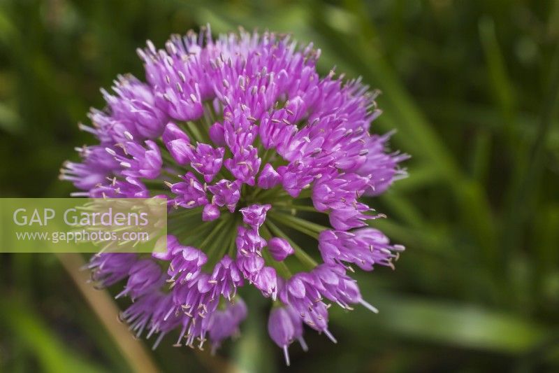 Allium 'Millenium' - Ornamental Onion in summer - August