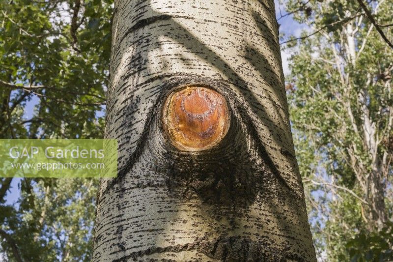 Populus - Poplar tree trunk with sap flowing from wound where branch was sawed-off, Quebec, Canada - August