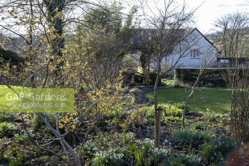Spring garden with snowdrops, Witch Hazels and Hellebores.  Farmhouse behind and large area of lawn.