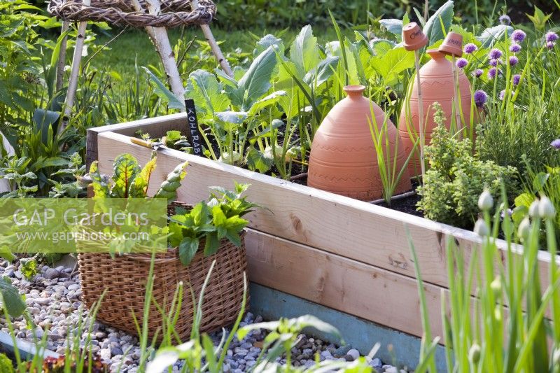 Raised vegetable  and herb bed and woven box of harvest.
