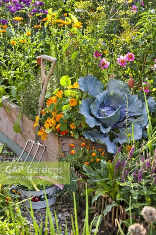 Raised bed with herbs, nasturtium Dwarf Jewel, cabbage, Dahlia, French marigolds, Iranian Germander, colander with harvest and garden fork.