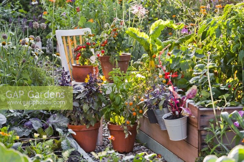 Organic kitchen garden with raised beds and potted tomatoes 'Tumbling Tom' and basil.