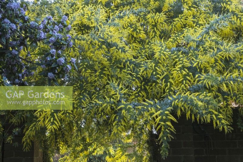 Acacia dealbata  - Mimosa over archway at East Ruston Old Vicarage Gardens