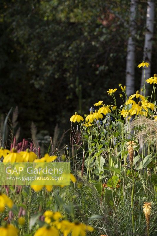 Flower bed with Rudbeckia laciniata 'Herbstonne' and Persicaria amplexicaulis 'Rosea'. The Yeo Valley Organic Garden. Designed by Tom Massey, supported by Sarah Mead, Chelsea Flower Show 2021. 