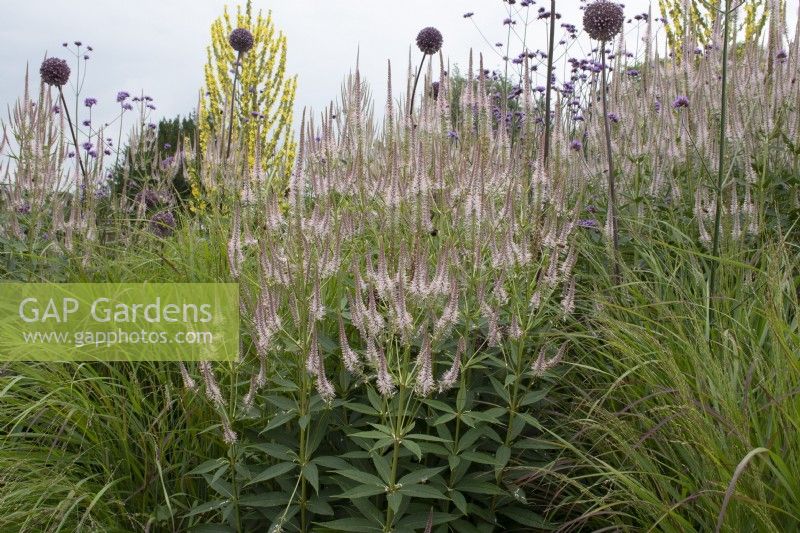 Veronicastrum 'Pink Glow' in a border at the American Museum Garden - Bath - August