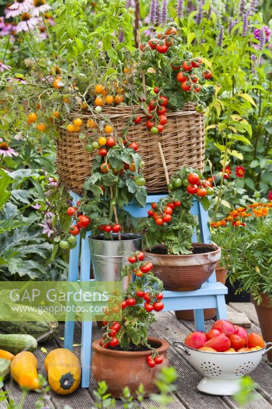 Container grown dwarf tomatoes displayed on ladder.