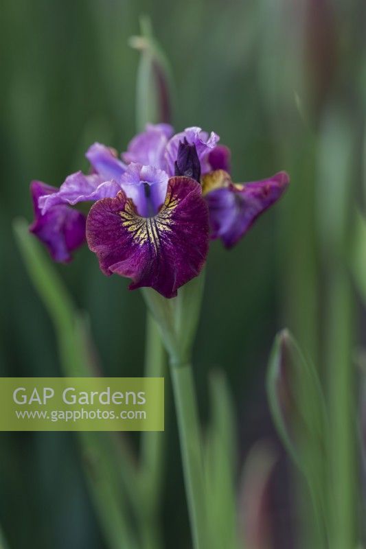 Iris siberica 'Miss Apple'