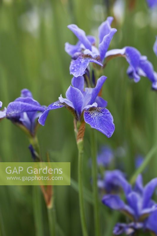 Iris siberica 'Cool Spring'