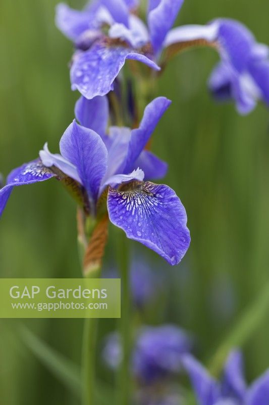 Iris siberica 'Cool Spring'