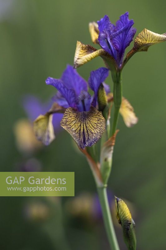 Iris siberica 'So Van Gogh'