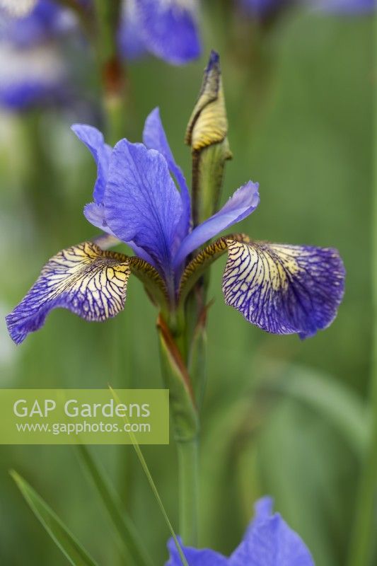 Iris siberica 'Banish Misfortune'
