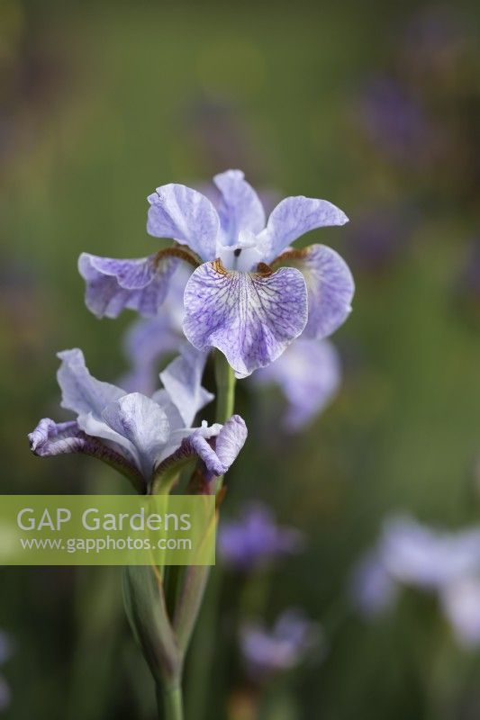 Iris siberica 'Bramble Smoothie'