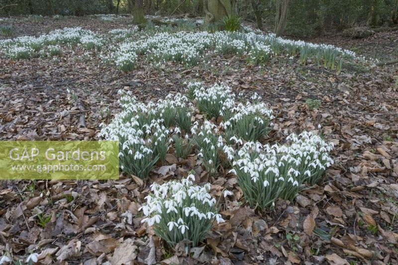 Galanthus in woodland