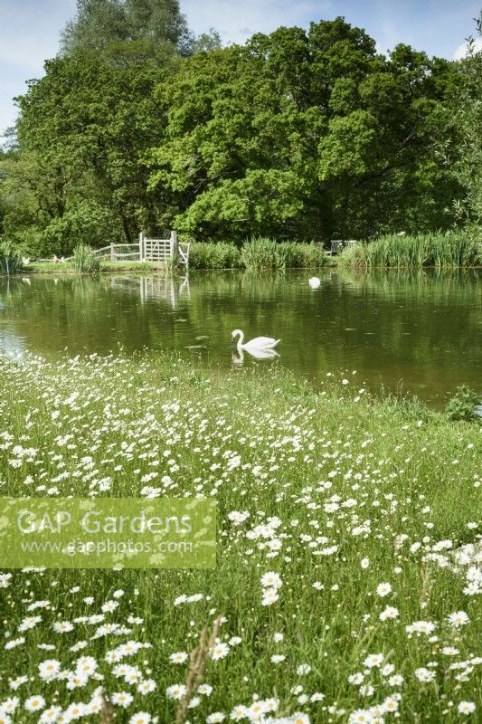 Ox-eye daisies beside a lake at Am Brook Meadow in Devon in June