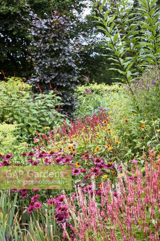 Echinacea purpurea 'Fatal Attraction' in a flower-filled border amongst persicarias and heliopsis in August
