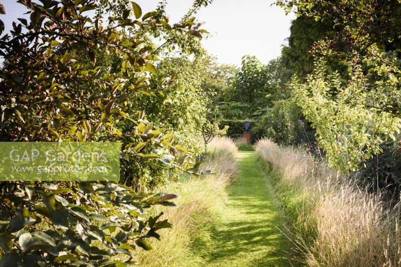 Grass path leading between long grass and fruit trees at Highfield Farm in August.