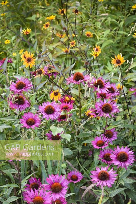 Echinacea purpurea 'Fatal Attraction' with Heliopsis helianthoides var. scabra 'Summer Nights' in August.