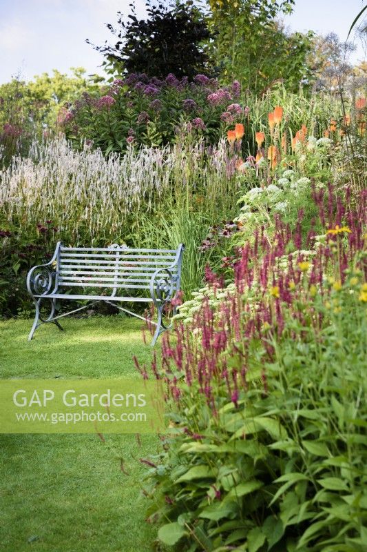 Metal bench surrounded by herbaceous perennials at Highfield Farm in August including  persicarias and kniphofias.
