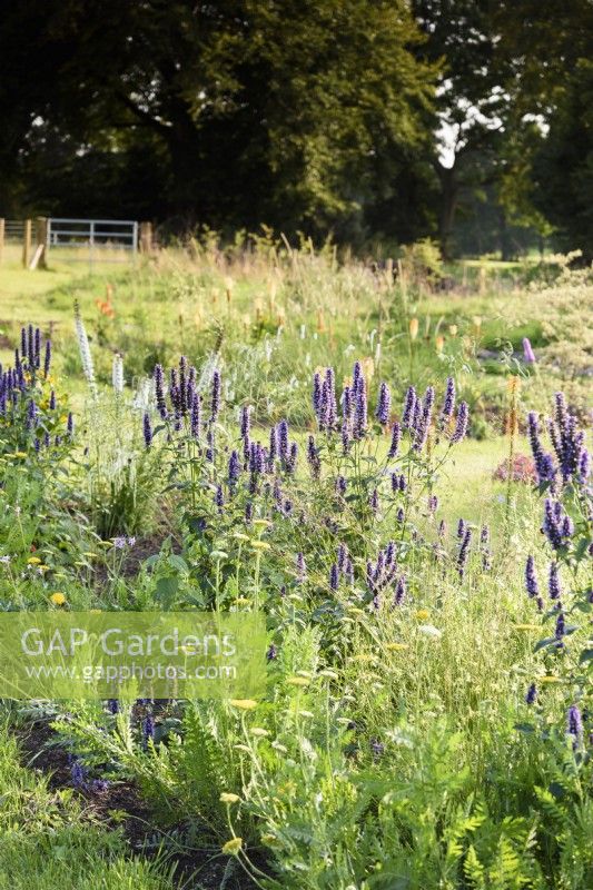 New areas of planting including Agastache 'Blackadder' at Highfield Farm in August.