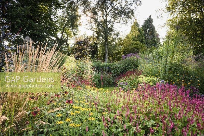 Border full of herbaceous perennials and grasses at Highfield Farm in August including persicarias, rudbeckias, and monardas.