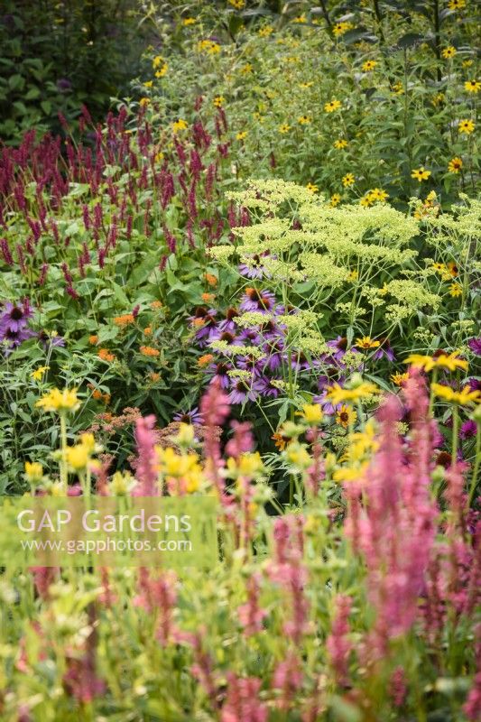 Colourful border including Patrinia aff. punctiflora and herbaceous perennials including persicarias, rudbeckias and echinaceas in August.