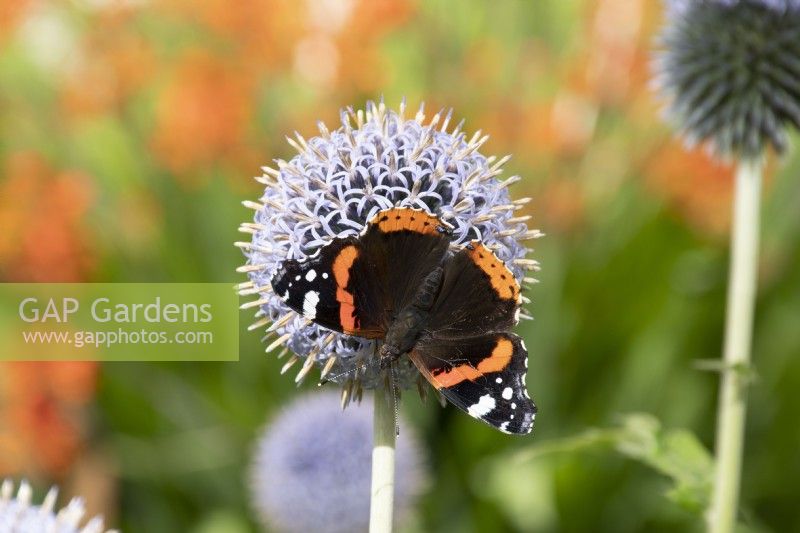 Echinops ritro 'Veitch's Blue' and Red Admiral butterfly - globe thistle -August