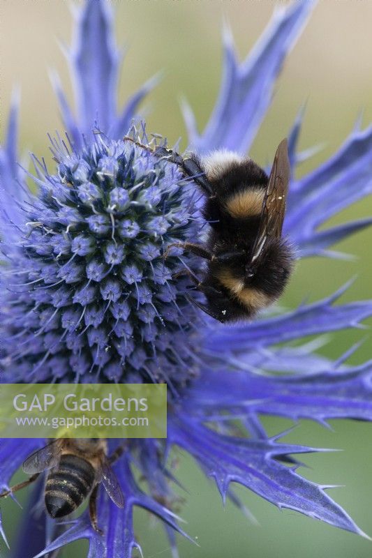 Bumble Bee feeding on Eryngium 'Big Blue' Sea Holly 'Big Blue