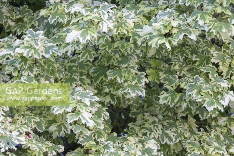 Acer platanoides 'Drummondii' Norway maple 'Drummondii'