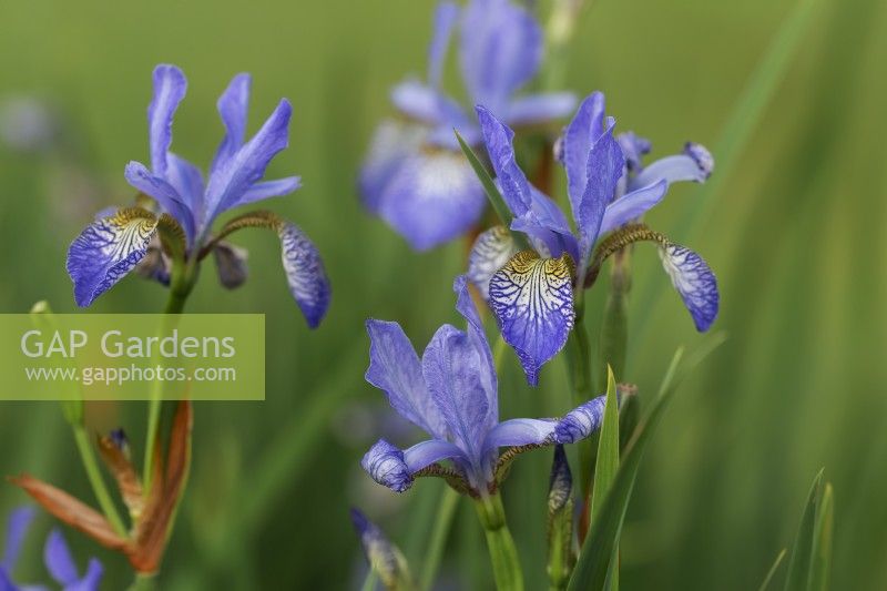 Iris siberica 'Wealden Carousel'