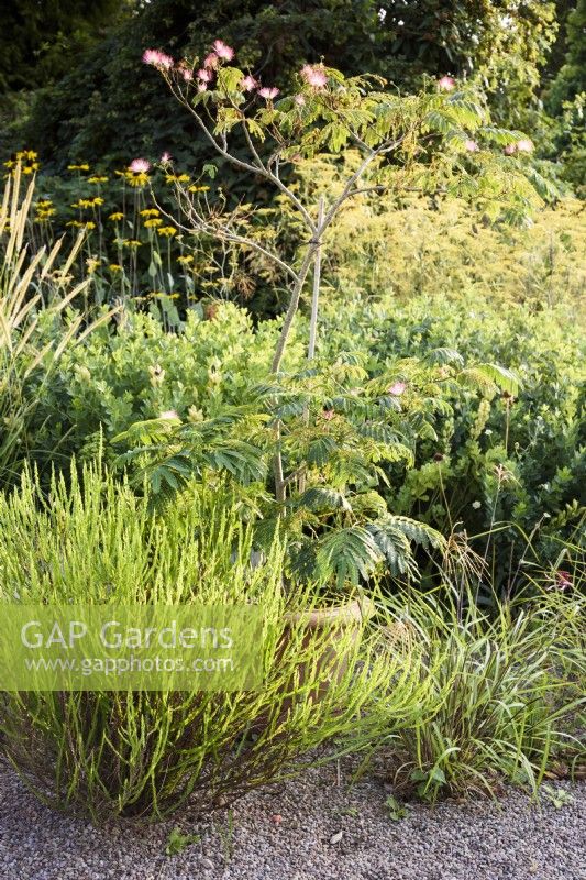 Albizia julibrissin with Baccharis genistelloides at its feet in a gravel garden in August