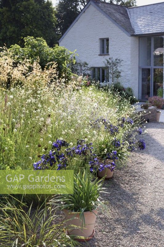 Gravel garden at Highfield Farm in August with pots of agapanthus and clouds of  Scabiosa columbaria subsp. ochroleuca.