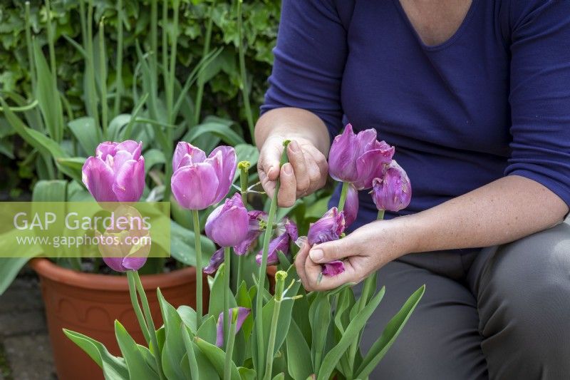 Deadheading tulips after they have finished flowering so energy goes into the bulbs