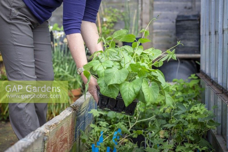 Hardening off runner bean plants by putting them in the coldframe