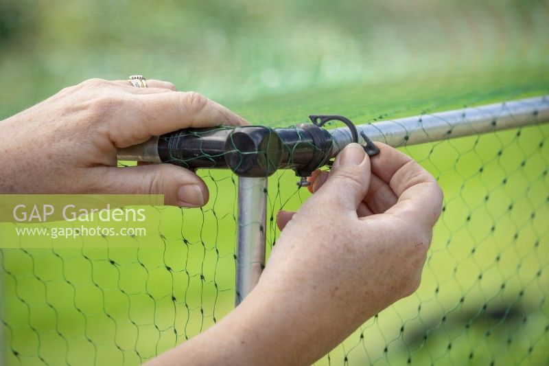 Putting up netting over soft fruit. Attaching netting to a metal frame with clips