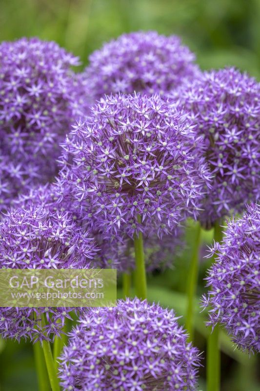 Allium scorodoprasum 'Purple Caila'