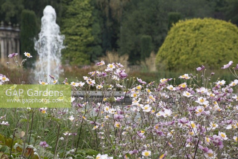 Anemone 'September Charm' in the Italian Garden at Trentham Gardens - September