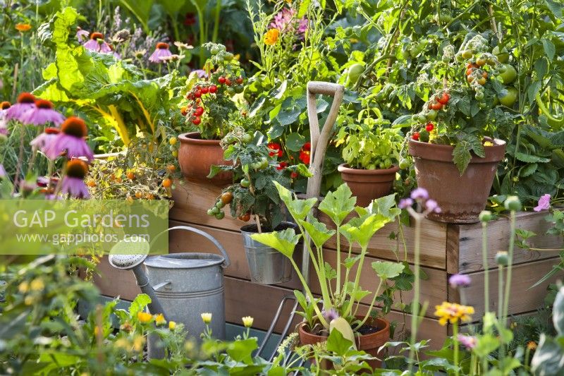 Organic garden with raised beds, pot growing tomatoes, courgette and herbs and garden tools.