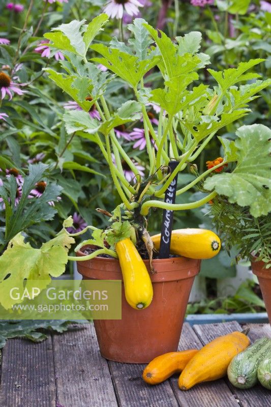 Potted Courgette 'Atena Polka F1'.