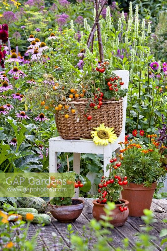 Containers with tomatoes and French marigold.