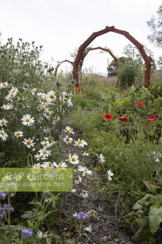 A series of moon-gates have been made from old pallets within cottage garden style planting of poppies and ox-eye daisies. Derrydown, an NGS garden July. Summer. 