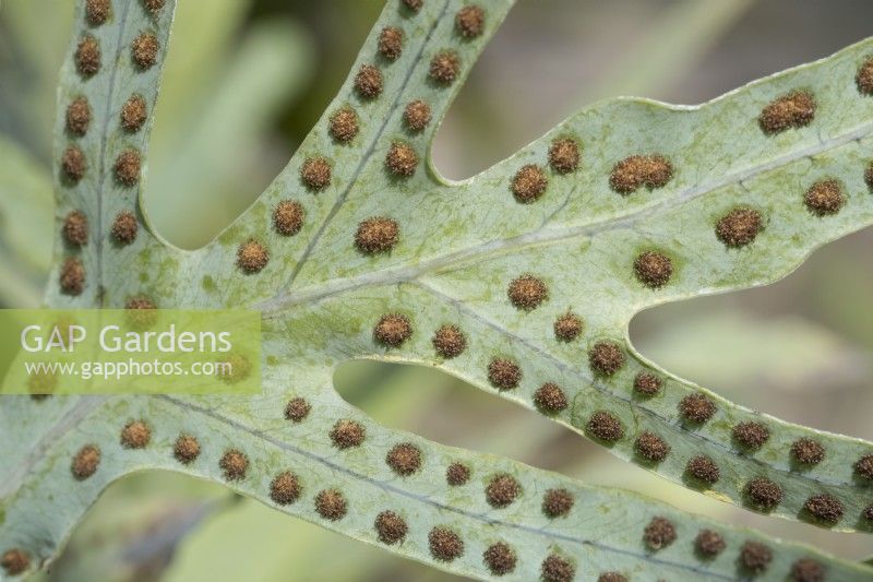 Phlebodium aureum - Golden polypody fern spores
